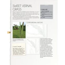 Botanical Drawing - P. Brown -ARTdiscount Botanical3