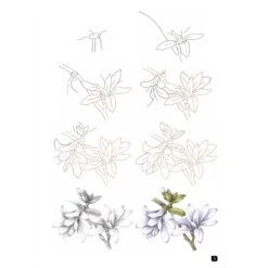 Draw 100: Flowers - J. Whittle & P. Brown -ARTdiscount Draw 100 Flowers 4