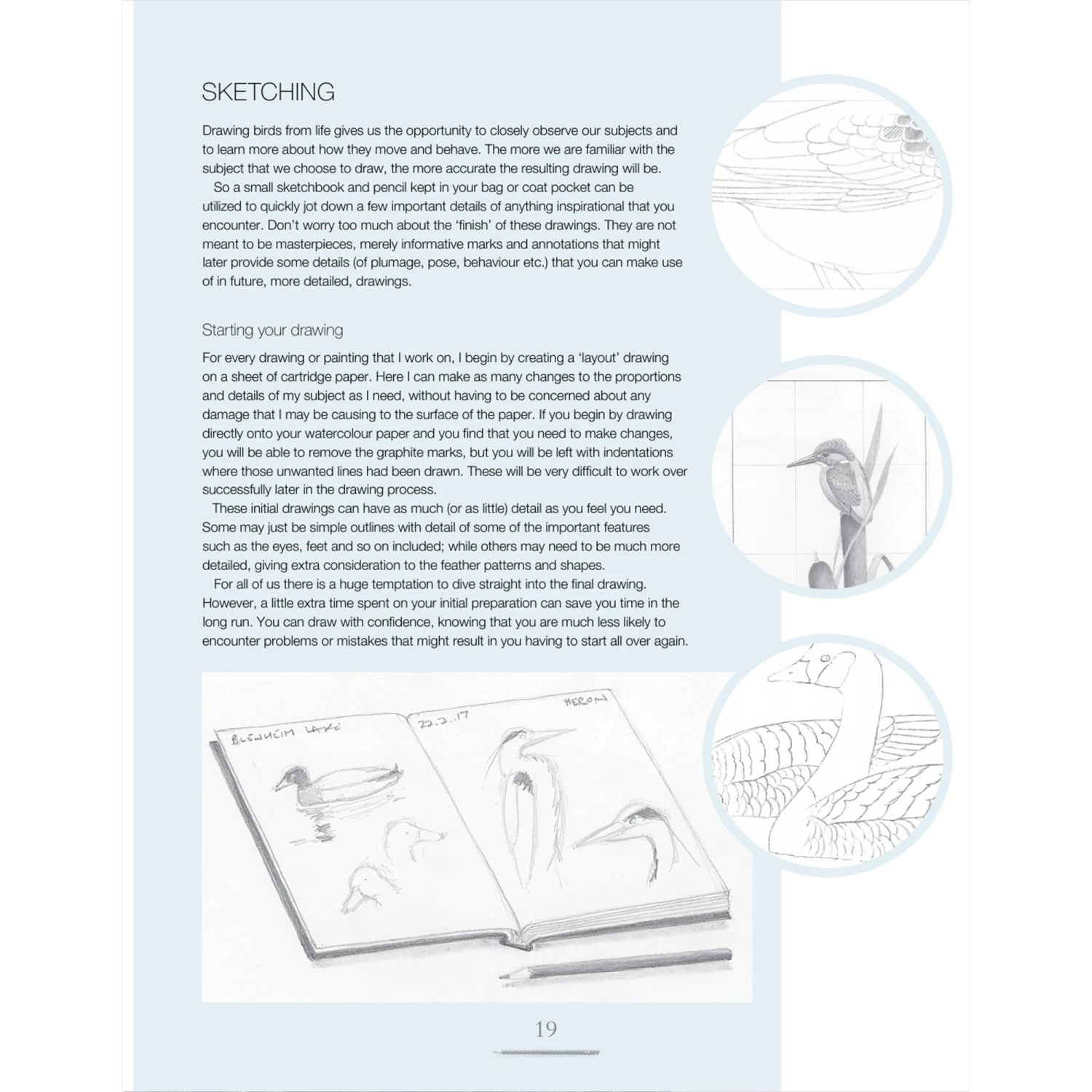 Drawing Birds - A. Forkner 4 Drawing Birds - A. Forkner - Image 4
