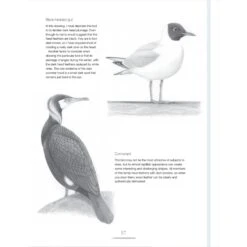 Drawing Birds - A. Forkner 9 Drawing Birds - A. Forkner -ARTdiscount Drawing Birds 5