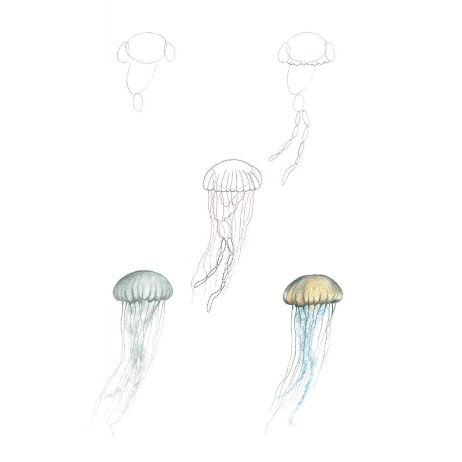 How To Draw Sea Creatures In Simple Steps - J. Newey 2 How To Draw Sea Creatures In Simple Steps - J. Newey - Image 2