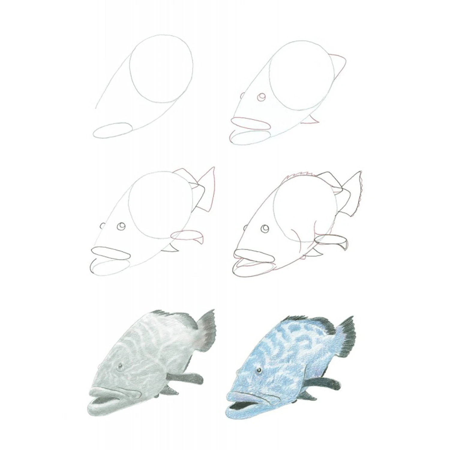 How To Draw Sea Creatures In Simple Steps - J. Newey 3 How To Draw Sea Creatures In Simple Steps - J. Newey - Image 3