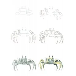 How To Draw Sea Creatures In Simple Steps - J. Newey 7 How To Draw Sea Creatures In Simple Steps - J. Newey -ARTdiscount ss how to draw sea creatures 9781800921016 04