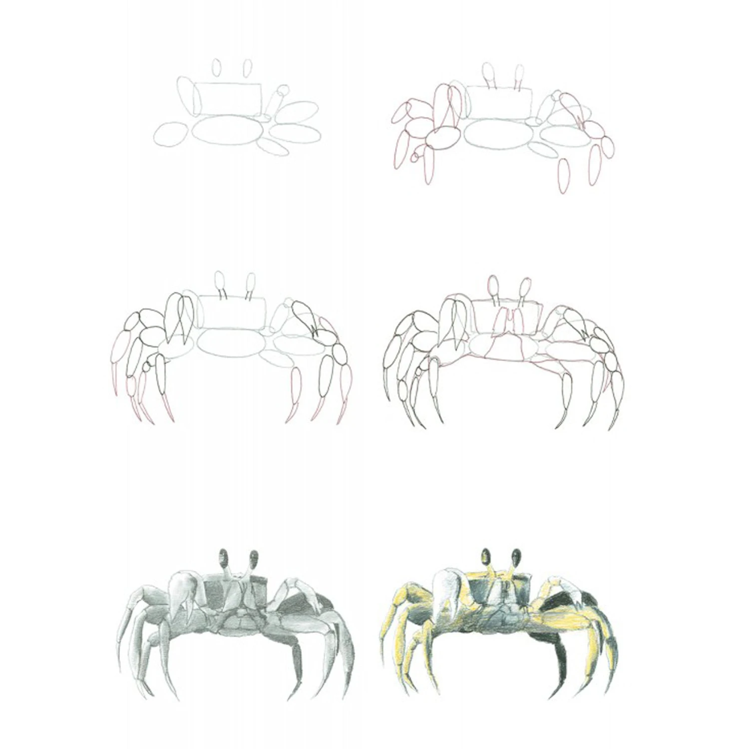 How To Draw Sea Creatures In Simple Steps - J. Newey 4 How To Draw Sea Creatures In Simple Steps - J. Newey - Image 4